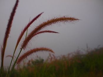 Outdoor Pictures 17