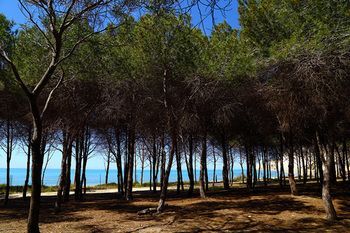 Outdoor Pictures 15