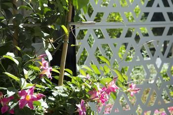 Outdoor Pictures 20