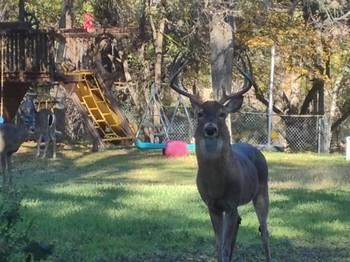 Park-like Backyard on 1 Acre