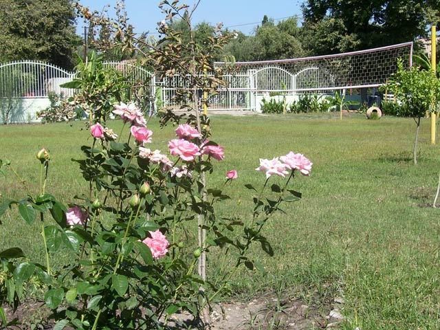 Outdoor Pictures 14