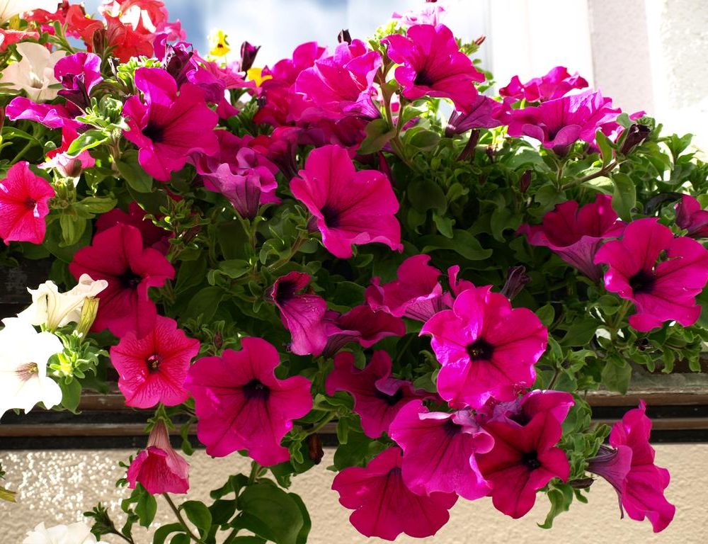 Outdoor Pictures 20