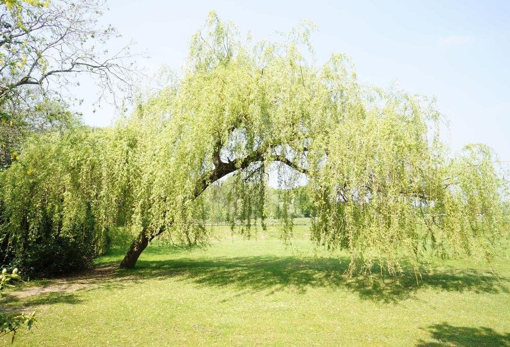 Outdoor Pictures 22
