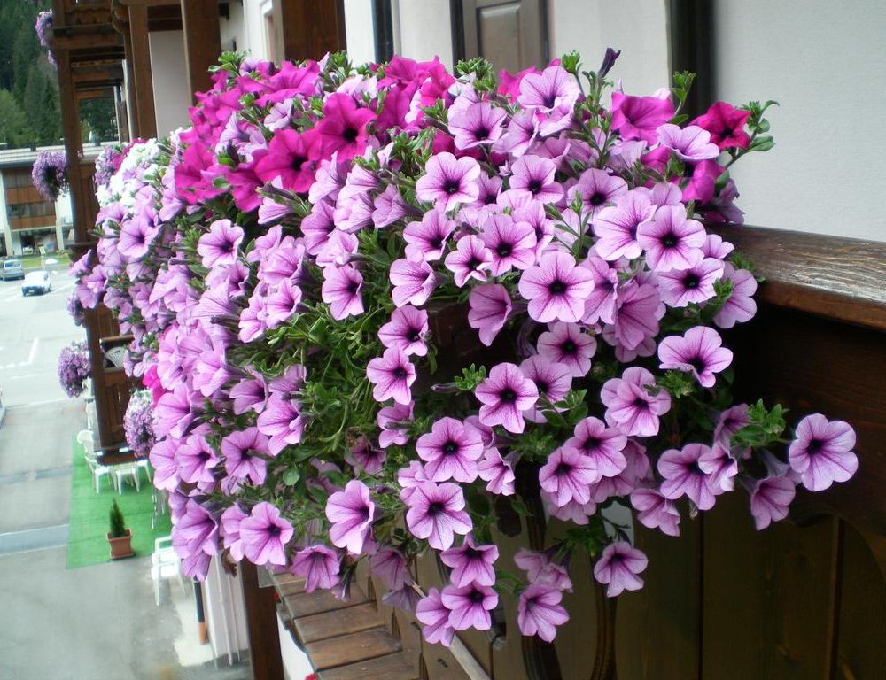 Outdoor Pictures 20