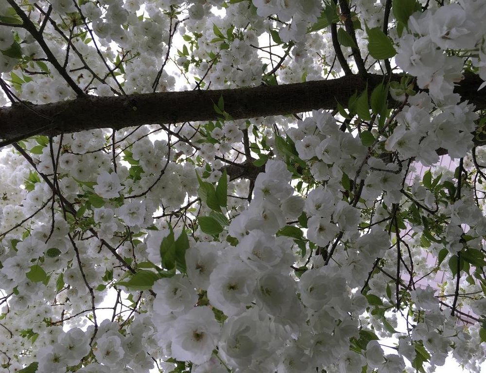 Outdoor Pictures 20