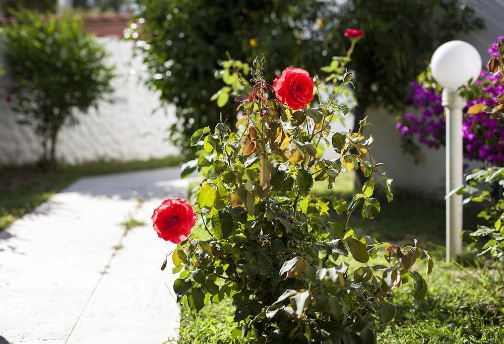 Outdoor Pictures 20