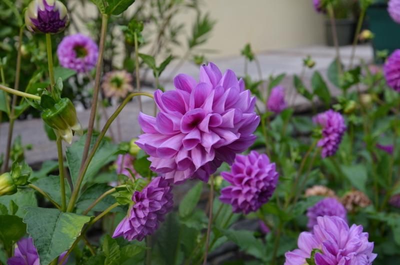 Outdoor Pictures 15