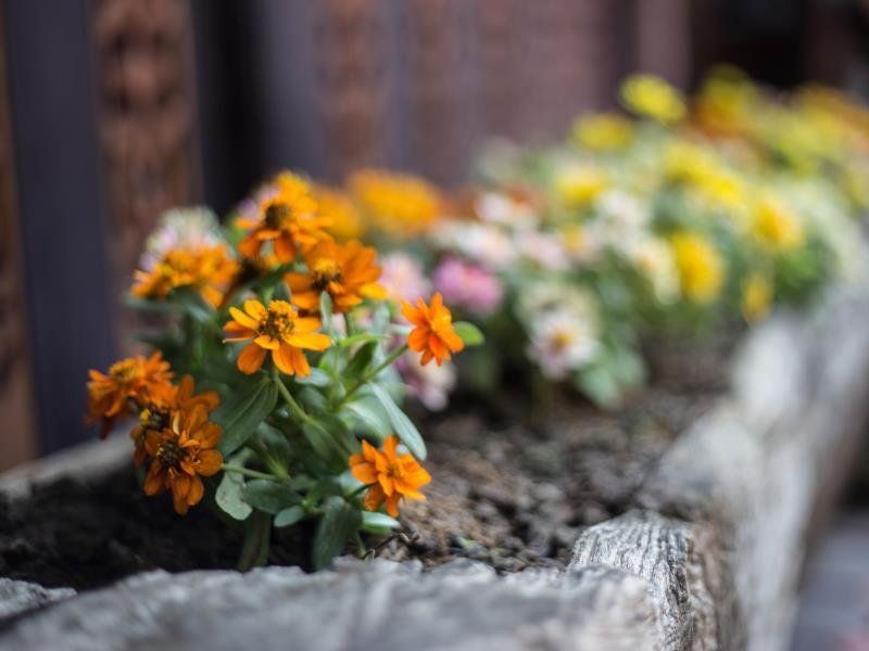 Outdoor Pictures 16