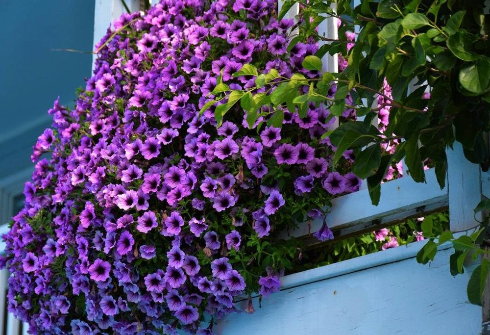 Outdoor Pictures 15