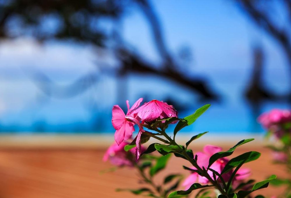 Outdoor Pictures 13