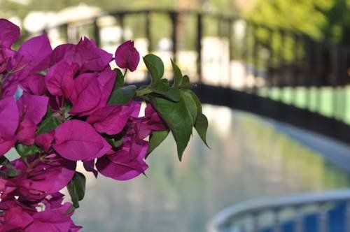 Outdoor Pictures 15