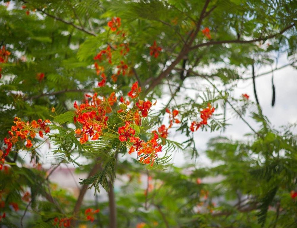 Outdoor Pictures 21