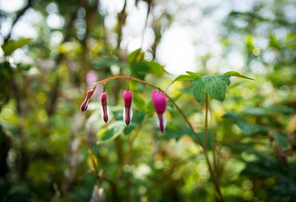 Outdoor Pictures 21