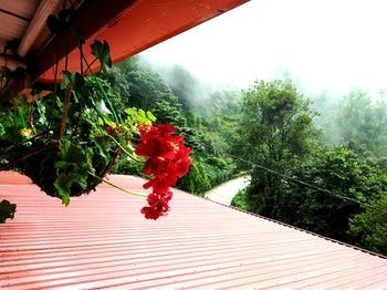 Outdoor Pictures 18