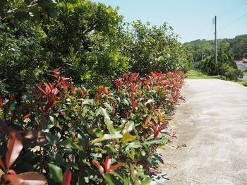 Outdoor Pictures 22