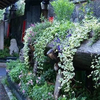 Outdoor Pictures 8