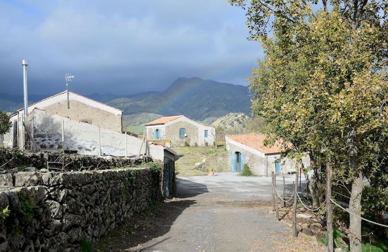 Il Tanaceto
