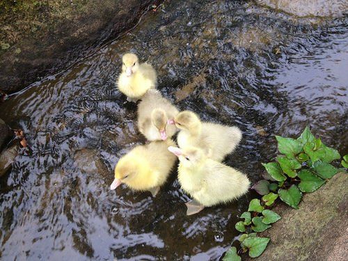 Outdoor Pictures 22