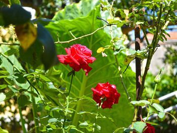 Outdoor Pictures 19