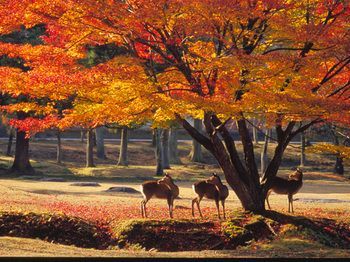 Outdoor Pictures 20