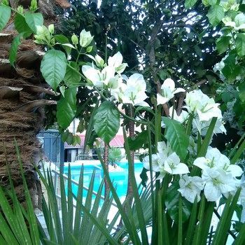 Outdoor Pictures 19