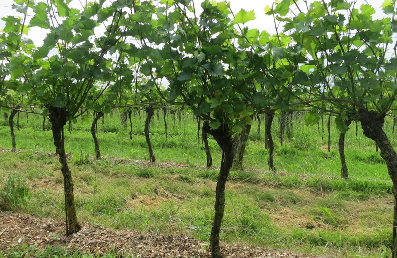 Das Nussboeckgut Familie Velechovsky