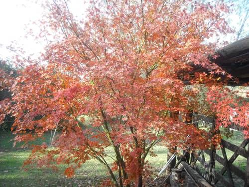Outdoor Pictures 18