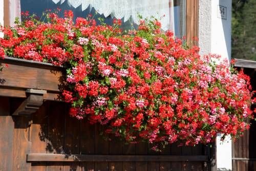 Outdoor Pictures 17