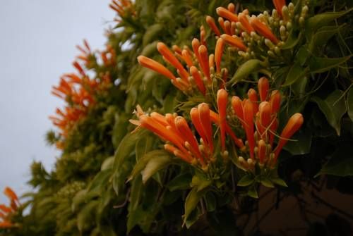 Outdoor Pictures 19
