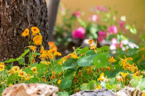 Outdoor Pictures 15