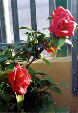 Outdoor Pictures 20