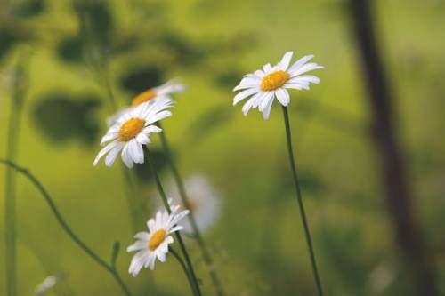 Outdoor Pictures 13