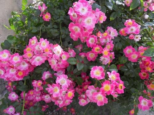 Outdoor Pictures 21