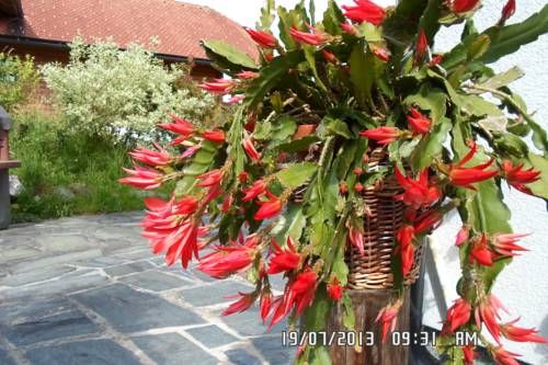 Outdoor Pictures 16