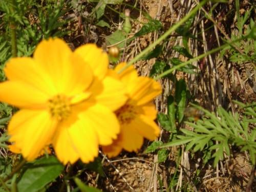 Outdoor Pictures 23