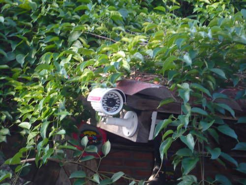 Outdoor Pictures 17