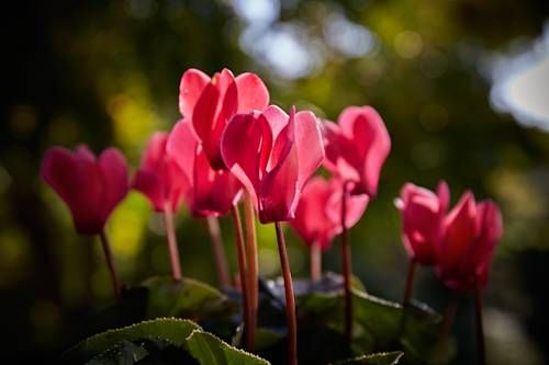 Outdoor Pictures 15