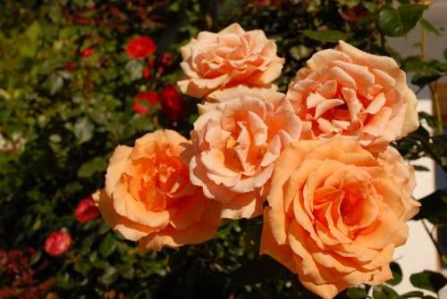 Outdoor Pictures 16