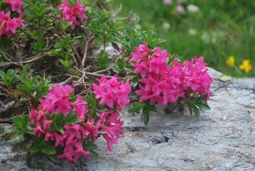 Outdoor Pictures 12