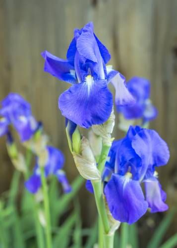 Outdoor Pictures 20