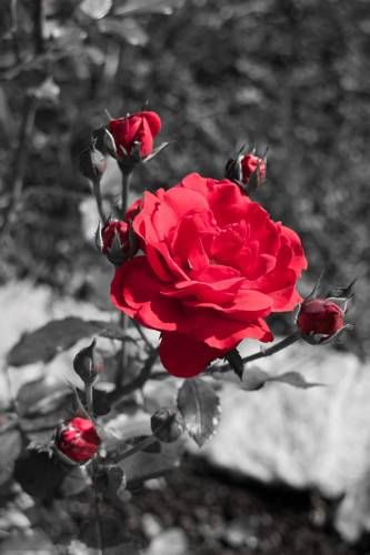 Outdoor Pictures 17