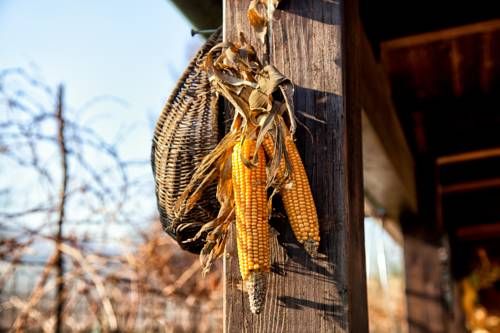 Outdoor Pictures 14