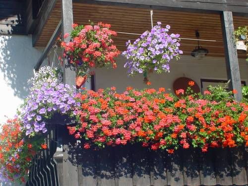 Outdoor Pictures 12