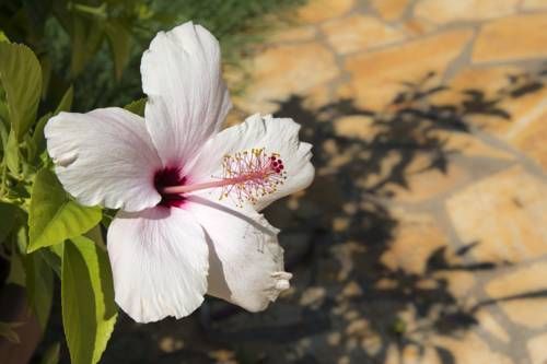 Outdoor Pictures 15