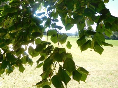 Outdoor Pictures 21