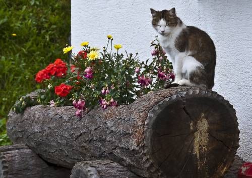 Outdoor Pictures 14