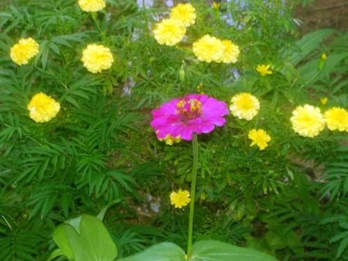 Outdoor Pictures 19