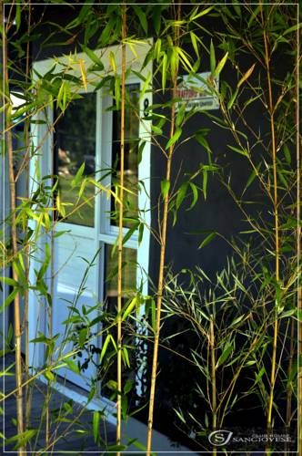Outdoor Pictures 21