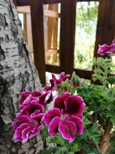 Outdoor Pictures 12