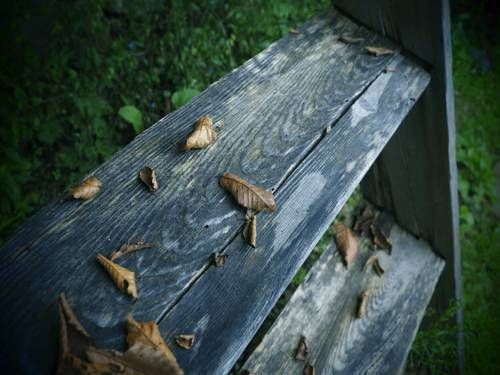Outdoor Pictures 21
